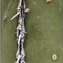A photo of Pachycereus marginatus