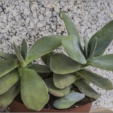 Una foto de Crassula cotyledonis