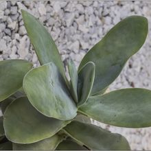 Una foto de Crassula cotyledonis