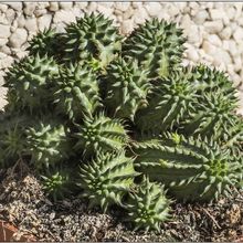 Una foto de Euphorbia susannae