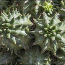 Una foto de Euphorbia susannae