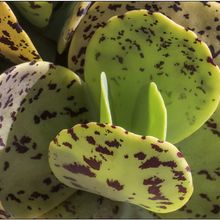 A photo of Kalanchoe marmorata