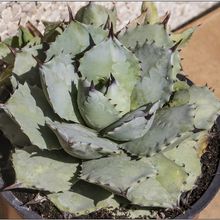 Photo of a cactus currently being identified