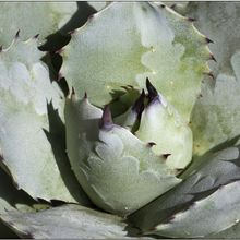 Photo of a cactus currently being identified