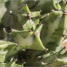 Una foto de Euphorbia lactea fma. crestada