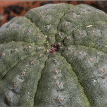 Una foto de Euphorbia obesa subsp. symmetrica