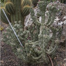 Una foto de Euphorbia caerulescens
