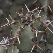 Una foto de Euphorbia caerulescens