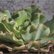 A photo of Echeveria Dorothy (HIBRIDO)