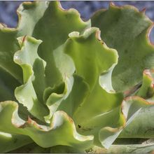 A photo of Echeveria Dorothy (HIBRIDO)