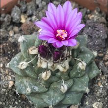 Una foto de Turbinicarpus alonsoi
