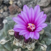 Una foto de Turbinicarpus alonsoi
