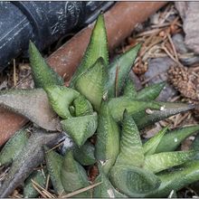 Foto de un cactus que se está identificando actualmente