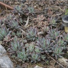 A photo of Pachyveria Bea (Pachyphytum compactum x Echeveria sp) (Hibrido)