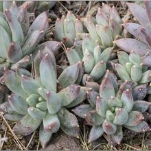 A photo of Pachyveria Bea (Pachyphytum compactum x Echeveria sp) (Hibrido)