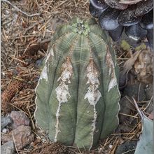 Una foto de Euphorbia obesa