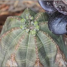 Una foto de Euphorbia obesa