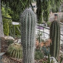 A photo of Pachycereus pringlei