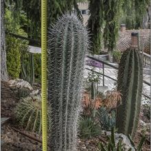 A photo of Pachycereus pringlei