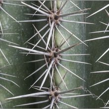 A photo of Pachycereus pringlei