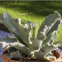 A photo of Cotyledon orbiculata