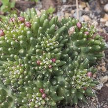 A photo of Mammillaria crinita ssp crinita fma. monstruosa