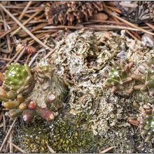 A photo of Mammillaria crinita ssp crinita fma. monstruosa