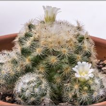 Una foto de Mammillaria laui ssp. laui
