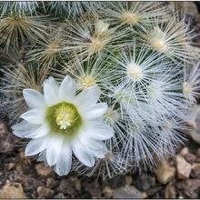 Una foto de Mammillaria laui ssp. laui