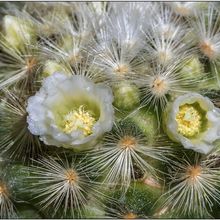 Una foto de Mammillaria laui ssp. laui