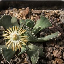Una foto de Aloinopsis malherbei