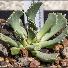 Una foto de Aloinopsis malherbei
