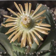 Una foto de Aloinopsis malherbei