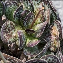 A photo of Adromischus maculatus