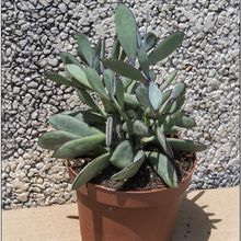 A photo of Senecio crassissimus