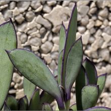 A photo of Senecio crassissimus