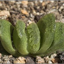 Una foto de Haworthia truncata