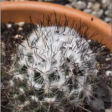 A photo of Turbinicarpus viereckii