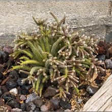 Photo of a cactus currently being identified
