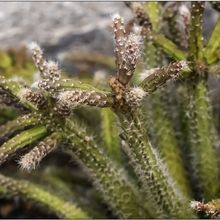 Photo of a cactus currently being identified