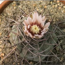 Una foto de Gymnocalycium castellanosii