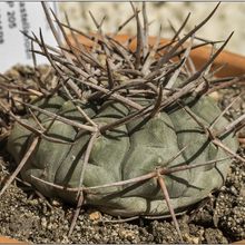 Una foto de Gymnocalycium castellanosii