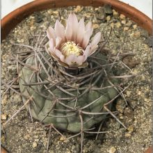 Una foto de Gymnocalycium castellanosii