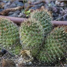 Foto de un cactus que se está identificando actualmente