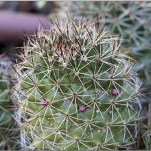Foto de un cactus que se está identificando actualmente