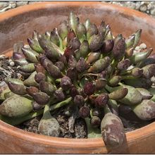 A photo of Adromischus cristatus Indian Clubs