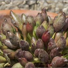 A photo of Adromischus cristatus Indian Clubs