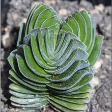 A photo of Crassula cv. Buddahs Temple