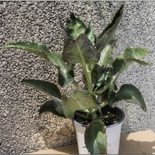 A photo of Kalanchoe daigremontiana  