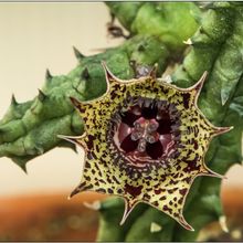 Una foto de Huernia volkartii  